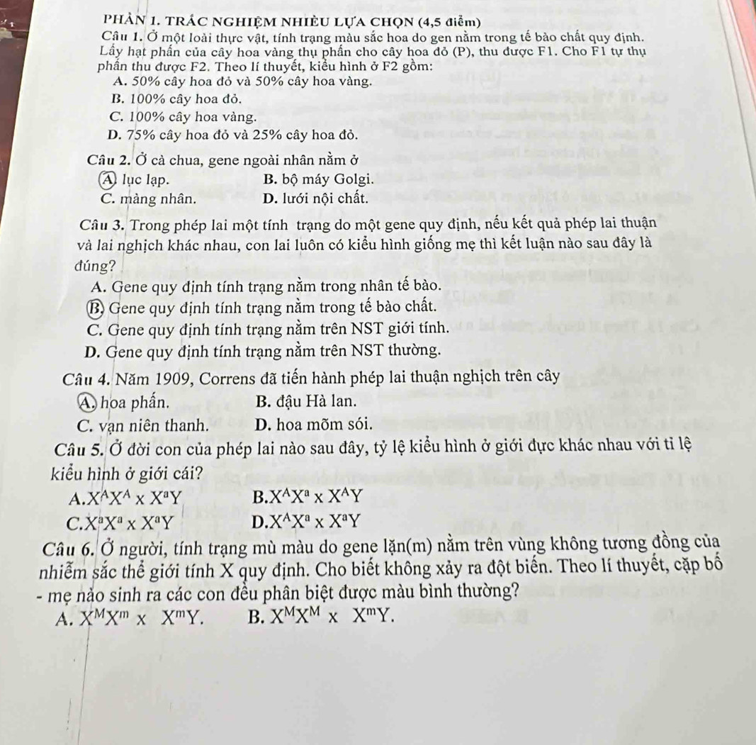 PHẢN 1. TRÁC NGHIỆM NHIÈU LựA CHQN (4,5 điễm)
Câu 1. Ở một loài thực vật, tính trạng màu sắc hoa do gen nằm trong tế bào chất quy định.
Lầy hạt phấn của cây hoa vàng thụ phấn cho cây hoa đỏ (P), thu được F1. Cho F1 tự thụ
phần thu được F2. Theo lí thuyết, kiểu hình ở F2 gồm:
A. 50% cây hoa đỏ và 50% cây hoa vàng.
B. 100% cây hoa đỏ.
C. 100% cây hoa vàng.
D. 75% cây hoa đỏ và 25% cây hoa đỏ.
Câu 2. Ở cà chua, gene ngoài nhân nằm ở
A lục lạp. B. bộ máy Golgi.
C. màng nhân. D. lưới nội chất.
Câu 3. Trong phép lai một tính trạng do một gene quy định, nếu kết quả phép lai thuận
và lai nghịch khác nhau, con lai luôn có kiểu hình giống mẹ thì kết luận nào sau đây là
dúng?
A. Gene quy định tính trạng nằm trong nhân tế bào.
B Gene quy định tính trạng nằm trong tế bào chất.
C. Gene quy định tính trạng nằm trên NST giới tính.
D. Gene quy định tính trạng nằm trên NST thường.
Câu 4. Năm 1909, Correns đã tiến hành phép lai thuận nghịch trên cây
A hoa phần. B. đậu Hà lan.
C. vạn niên thanh. D. hoa mõm sói.
Câu 5. Ở đời con của phép lai nào sau đây, tỷ lệ kiểu hình ở giới đực khác nhau với tỉ lệ
kiểu hình ở giới cái?
A. X^AX^A* X^aY B. X^AX^a* X^AY
C. X^aX^a* X^aY D. X^AX^a* X^aY
Câu 6. Ở người, tính trạng mù màu do gene lặn(m) nằm trên vùng không tương đồng của
nhiễm sắc thể giới tính X quy định. Cho biết không xảy ra đột biến. Theo lí thuyết, cặp bố
- mẹ nảo sinh ra các con đều phân biệt được màu bình thường?
A. X^MX^m* X^mY. B. X^MX^M* X^mY.