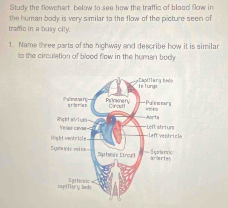 Study the flowchart below to see how the traffic of blood flow in 
the human body is very similar to the flow of the picture seen of 
traffic in a busy city. 
1. Name three parts of the highway and describe how it is similar 
to the circulation of blood flow in the human body