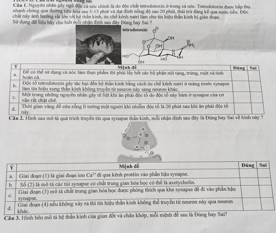 Cau trắc nghệm đung san.
Câu 1. Nguyên nhân gây ngộ độc cá nóc chính là do độc chất tetrodotoxin ở trong cá nóc. Tetrodotoxin được hấp thụ
nhanh chóng qua đường tiêu hóa sau 5-15 phút và đạt đinh nồng độ sau 20 phút, thải trừ đáng kể qua nước tiểu. Độc
chất này ảnh hưởng rất lớn tới hệ thần kinh, ức chế kênh natri làm cho tín hiệu thần kinh bị gián đoạn.
Sử dụng dữ liệu hãy cho biết mỗi nhận định sau đây Đúng hay Sai ?
Ý
Mệnh đề Đúng Sai
Để có thể sử dụng cá nóc làm thực phẩm thì phải lấy hết các bộ phận nội tạng, trứng, ruột và tinh
a. hoàn cá.
b. Độc tố tetrodotoxin gây tác hại đến hệ thần kinh bằng cách ức chế kênh natri ở màng trước synapse
làm tín hiệu xung thần kinh không truyền từ neuron này sang neuron khác.
c. Một trong những nguyên nhân gây tê liệt khi ăn phải độc tố do độc tố này bám ở synapse của cơ
vân rắt chặt chẽ.
Thời gian vàng để cứu sống lí tưởng một người khi nhiễm độc tố là 20 phút sau khi ăn phải độc tố
d. này.
Câu 2. Hình sau mô tả quá trình truyền tin qua synapse thần kinh, mỗi nhận định sau đây là Đúng hay Sai về hình này ?
Ý Mệnh đề Đúng Sai
a. Giai đoạn (1) là giai đoạn ion Ca^(2+) đi qua kênh protêin vào phần hậu synapse.
b. Số (2) là mô tả các túi synapse có chất trung gian hóa học có thể là axetycholin.
Giai đoạn (3) mô tả chất trung gian hóa học được phóng thích qua khe synapse đề đi vào phần hậu
c.
synapse.
Giai đoạn (4) nếu không xảy ra thì tín hiệu thần kinh không thể truyền từ neuron này qua neuron
d. khác.
Câu 3. Hình bên mô tả hệ thần kinh của giun đốt và chân khớp, mỗi mệnh đề sau là Đúng hay Sai?