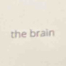 the brain