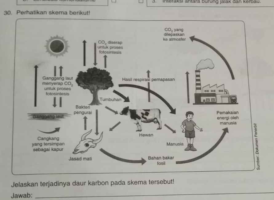 Interaksi antara bürung jalak dan kerbau.
30. Perhatikan skema berikut!
Jelaskan terjadinya daur karbon pada skema tersebut!
Jawab:
_