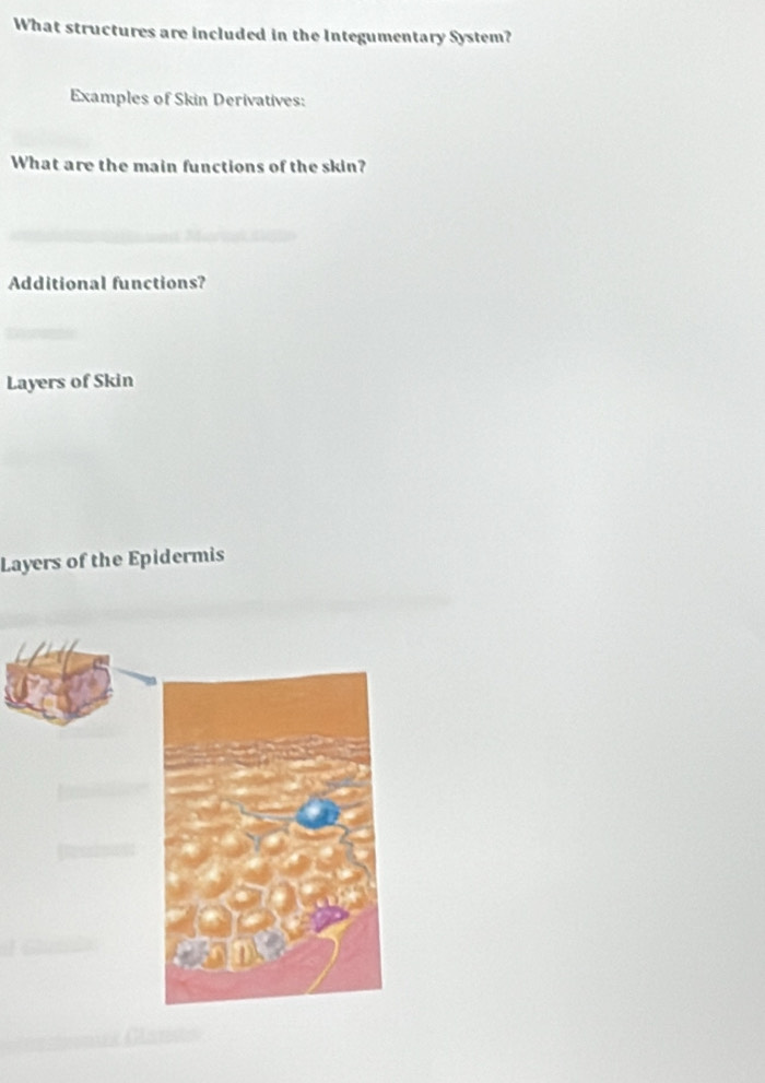 What structures are included in the Integumentary System? 
Examples of Skin Derivatives: 
What are the main functions of the skin? 
Additional functions? 
Layers of Skin 
Layers of the Epidermis