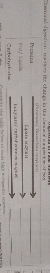 Chemical digestion- involves the change in the chemical composition of food. 
(Protease/ Bromelain enzymes) 
Proteins 
_ 
(lipase enzyme) 
Pat/ Lipids 
_ 
(amylase/ carbohydrases enzyme) 
Carbohydrates 
_ 
ς 
Complete the table below of foods high in digestive enzymes. e r u mes th at might