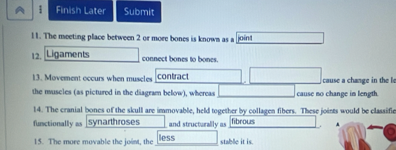 Finish Later Submit 
11. The meeting place between 2 or more bones is known as a joint 
12. Ligaments connect bones to bones. 
13. Movement occurs when museles contract cause a change in the l 
the muscles (as pictured in the diagram below), whereas cause no change in length. 
14. The cranial bones of the skull are immovable, held together by collagen fibers. These joints would be classific 
functionally as synarthroses and structurally as fibrous 
. A 
15. The more movable the joint, the less stable it is.