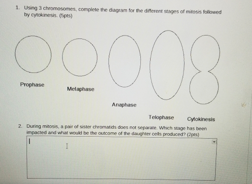 Using 3 chromosomes, complete the diagram for the different stages of mitosis followed
by cytokinesis. (5pts)
Prophase Metaphase
Anaphase
Telophase Cytokinesis
2. During mitosis, a pair of sister chromatids does not separate. Which stage has been
impacted and what would be the outcome of the daughter cells produced? (2pts)