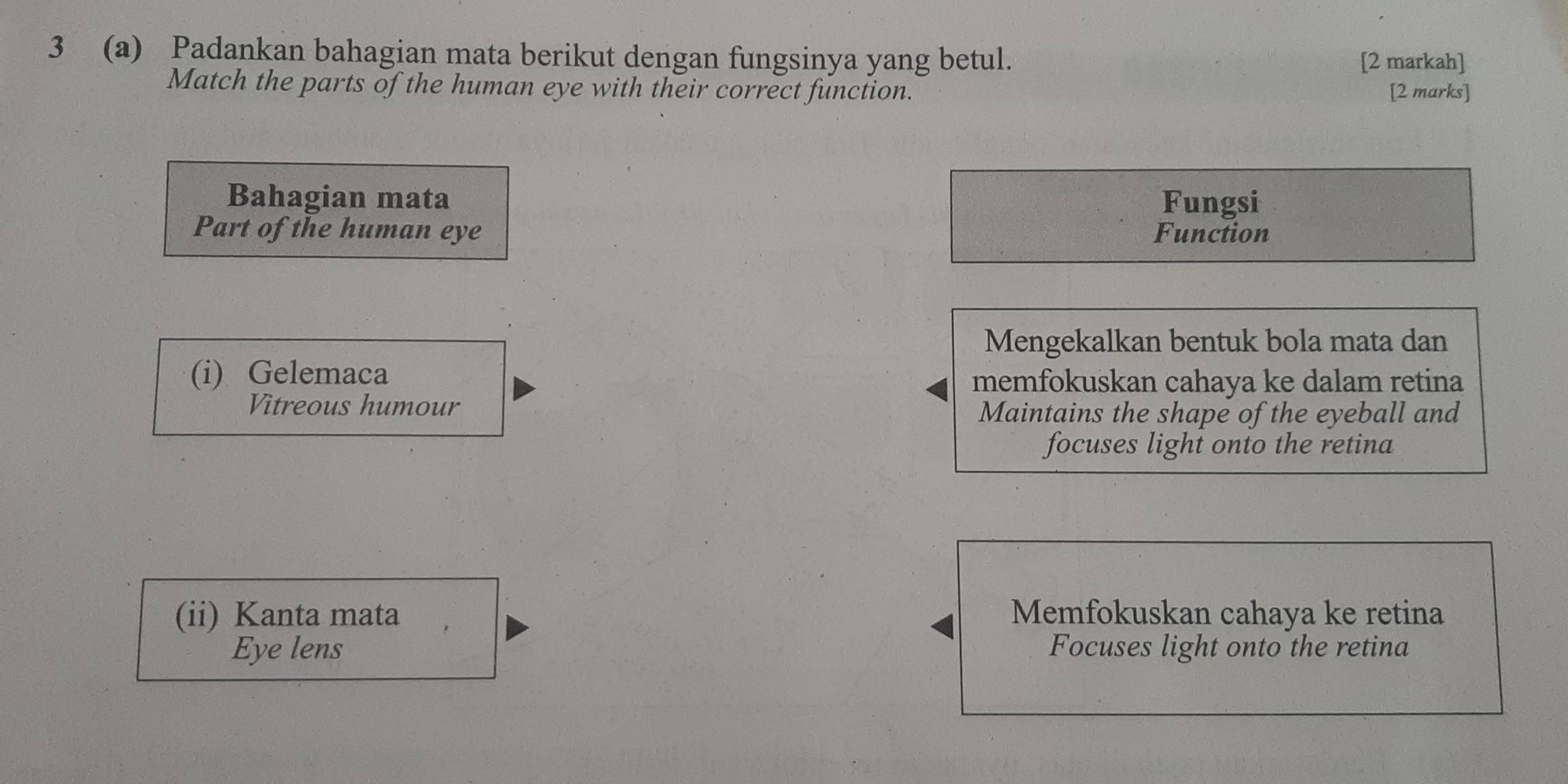 3 (a) Padankan bahagian mata berikut dengan fungsinya yang betul. 
[2 markah] 
Match the parts of the human eye with their correct function. [2 marks] 
Bahagian mata Fungsi 
Part of the human eye Function 
Mengekalkan bentuk bola mata dan 
(i) Gelemaca 
memfokuskan cahaya ke dalam retina 
Vitreous humour Maintains the shape of the eyeball and 
focuses light onto the retina 
(ii) Kanta mata Memfokuskan cahaya ke retina 
Eye lens Focuses light onto the retina