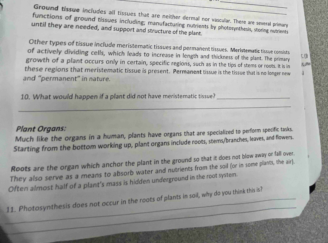 Ground tissue includes all tissues that are neither dermal nor vascular. There are several primary 
functions of ground tissues including; manufacturing nutrients by photosynthesis, storing nutrients 
until they are needed, and support and structure of the plant. 
Other types of tissue include meristematic tissues and permanent tissues. Meristematic tissue consists 
of actively dividing cells, which leads to increase in length and thickness of the plant. The primary c Or 
growth of a plant occurs only in certain, specific regions, such as in the tips of stems or roots. It is in 
these regions that meristematic tissue is present. Permanent tissue is the tissue that is no longer new J 
and “permanent” in nature. 
10. What would happen if a plant did not have meristematic tissue?_ 
_ 
Plant Organs: 
Much like the organs in a human, plants have organs that are specialized to perform specific tasks. 
Starting from the bottom working up, plant organs include roots, stems/branches, leaves, and flowers. 
Roots are the organ which anchor the plant in the ground so that it does not blow away or fall over. 
They also serve as a means to absorb water and nutrients from the soil (or in some plants, the air). 
Often almost half of a plant’s mass is hidden underground in the root system. 
_ 
_11. Photosynthesis does not occur in the roots of plants in soil, why do you think this is?