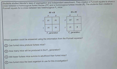 Students studied Mendel's laws of segregation and independent assortment. They created a Punnett square to show a
cross between a homozygous furred mouse (FF) and a homozygous furless mouse (ff). The students then created a
Punnett square for a cross between two heterozygous F_1 mice.
FF=If Ff* Ff
F_1 generation F_1 generation
Which question could be answered using the information from the Punnett squares?
Can furred mice produce furless mice?
b) How many mice will be produced in the F_1 generation?
c ) Will fewer furless mice survive to adulthood than furred mice?
d ) Are furred mice the best organism to use for this investigation?