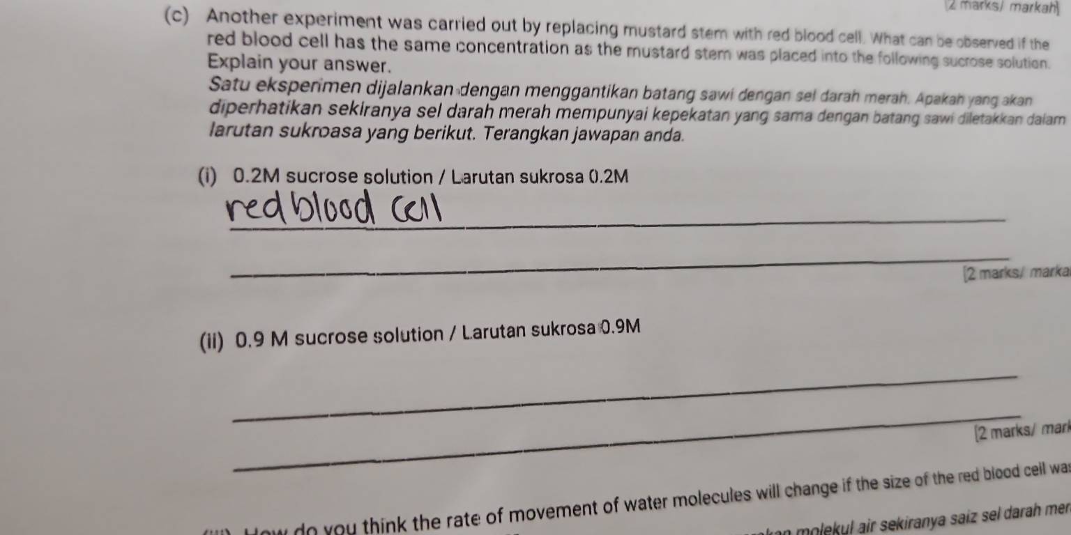 marks/ markah 
(c) Another experiment was carried out by replacing mustard stem with red blood cell. What can be observed if the 
red blood cell has the same concentration as the mustard stem was placed into the following sucrose solution. 
Explain your answer. 
Satu ekspermen dijalankan dengan menggantikan batang sawi dengan sel darah merah. Apakah yang akan 
diperhatikan sekiranya sel darah merah mempunyai kepekatan yang sama dengan batang sawi diletakkan daiam 
larutan sukroasa yang berikut. Terangkan jawapan anda. 
(i) 0.2M sucrose solution / Larutan sukrosa (.2M
_ 
_ 
[2 marks/ marka 
(ii) 0.9 M sucrose solution / Larutan sukrosa 0.9M
_ 
_ 
[2 marks/ marl 
ow do you think the rate of movement of water molecules will change if the size of the red blood cell wa 
n molekul air sekiranya saiz sel darah men