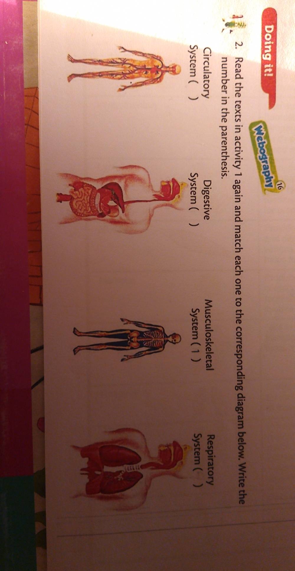 Doing it! 
Webography 
2. Read the texts in activity 1 again and match each one to the corresponding diagram below. Write the 
number in the parenthesis. 
Circulatory Digestive Musculoskeletal Respiratory 
System ( ) System ( ) System ( 1 ) System ( )