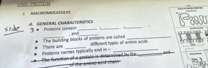 LINK: PROTEIN 
I. MACROMOLECULES LEVELS OF PROTEIN STRUCTURE 
A. GENERAL CHARACTERISTICS 
Pw 
_ 
3 ª Proteins contain _ _ 
_ 
Seconbay Sructun 
, and_ 
The building blocks of proteins are called_ 
There are _different types of amino acids 
Proteins names typically end in -_ 
The function of a protein is determined by the _and Terliery Sinacttum 
_of the amino acid chain