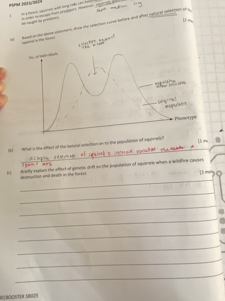 PSPM 2023/2024 
1 In a forest, squirrels with long tais can balan 
in order to escape from predators. However, squirrels will 
be caught by predators 
[2 ma, 
(a) Based on the above statement, draw the selection curve before and after natural selection of th_0
squirrel in the forest. 
(b) What is the effect of the natural selection on to the population of squirre 
[1 mo 
_ 
(c) Briefly explain the effect of genetic drift on the population of squirrels when a wildfire causes 
_ 
destruction and death in the forest. [3 mari 
_ 
_ 
_ 
_ 
_ 
_ 
_ 
30|BOOSTER SB025