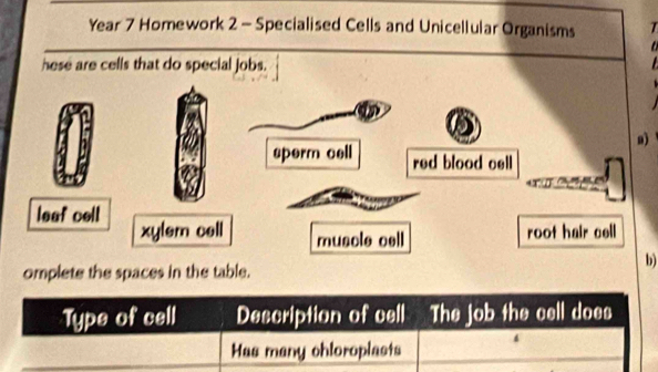 Year 7 Homework 2 - Specialised Cells and Unicellular Organisms 
hese are cells that do special jobs. 
b) 
omplete the spaces in the table. 
Type of cell Description of cell The job the cell does 
Has many chloroplasts