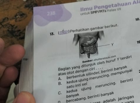 en getahuan Al
238 untuk SMP/MTs Keias VII
18.
13.  _) Perhatikan gambar berikut.
19
Sumber: s
Bagian yang ditunjuk oleh hurufY terdiri
atas otot dengan ciri . . . .
A. berbentuk silinder, berinti banyak
B. kedua ujung meruncing, mempunyai
satu inti sel
C. kedua ujung meruncing, berinti
banyak
ŋbercabang, berinti banyak
a lah jaringan 
nd