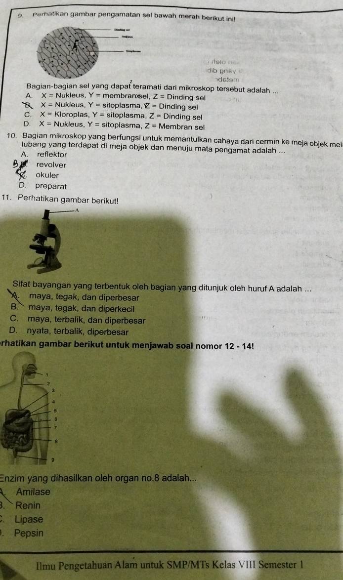 Perhatikan gambar pengamatan sel bawah merah berikut ini!
delo ne .
dib gnsy 
dstsm
Bagian-bagian sel yang dapat teramati dari mikroskop tersebut adalah ...
A. X= Nukleus, Y= membranxsel. Z= Dinding sel
B X= Nukleus, Y= sitoplasma, YZ=D inding sel
C. X= Kloroplas, Y= sitoplasma, Z= Dinding sel
D. X= Nukleus, Y= sitoplasma, Z= Membran sel
10. Bagian mikroskop yang berfungsi untuk memantulkan cahaya dari cermin ke meja objek mel
lubang yang terdapat di meja objek dan menuju mata pengamat adalah ...
A. reflektor
revolver
okuler
D. preparat
11. Perhatikan gambar berikut!
Sifat bayangan yang terbentuk oleh bagian yang ditunjuk oleh huruf A adalah ...
A. maya, tegak, dan diperbesar
B. maya, tegak, dan diperkecil
C. maya, terbalik, dan diperbesar
D. nyata, terbalik, diperbesar
erhatikan gambar berikut untuk menjawab soal nomor 12-14!
Enzim yang dihasilkan oleh organ no. 8 adalah...
Amilase
. Renin
Lipase
. Pepsin
Ilmu Pengetahuan Alam untuk SMP/MTs Kelas VIII Semester 1