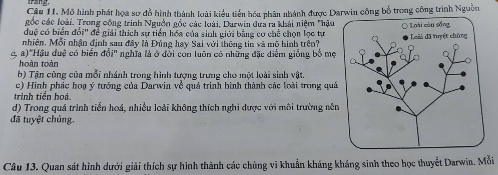 trang.
Câu 11. Mô hình phát họa sơ đồ hình thành loài kiểu tiến hóa phân nhánh được Darwin công bố trong công trình Nguồn
gốc các loài. Trong công trình Nguồn gốc các loài, Darwin đưa ra khái niệm "hậu
duệ có biến đồi" để giải thích sự tiến hóa của sinh giới bằng cơ chế chọn lọc tự
nhiên. Mỗi nhận định sau đây là Đúng hay Sai với thông tin và mô hình trên?
a)"Hậu duệ có biến đổi" nghĩa là ở đời con luôn có những đặc điểm giống bố mẹ
hoàn toàn
b) Tận cùng của mỗi nhánh trong hình tượng trưng cho một loài sinh vật.
c) Hình phác hoạ ý tưởng của Darwin về quá trình hình thành các loài trong quá
trình tiến hoá.
d) Trong quá trình tiến hoá, nhiều loài không thích nghi được với môi trường nên
đã tuyệt chủng.
Câu 13. Quan sát hình dưới giải thích sự hình thành các chủng vi khuẩn kháng kháng sinh theo học thuyết Darwin. Mỗi