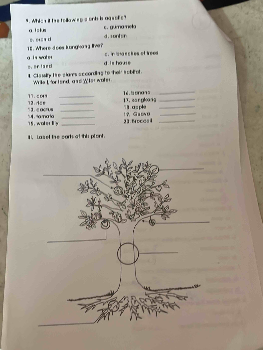 Which if the following plants is aquatic?
a. lotus c. gumamela
b. orchid d, santan
10. Where does kangkong live?
a. in water c. in branches of trees
b. on land d. in house
II. Classify the plants according to their habitat.
Write I for land, and W for water.
11. corn _16. banana_
12. rice _17. kangkong_
13. cactus _18. apple_
14. tomato _19. Guava_
15. water lily _20. Broccoll_
III. Label the parts of this plant.