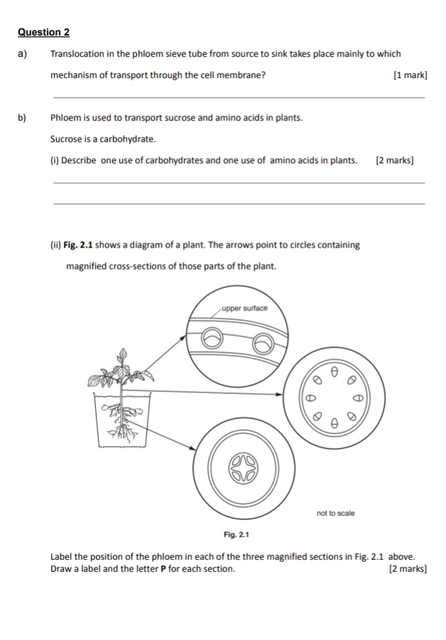 Translocation in the phloem sieve tube from source to sink takes place mainly to which 
mechanism of transport through the cell membrane? [1 mark] 
_ 
b) Phloem is used to transport sucrose and amino acids in plants. 
Sucrose is a carbohydrate. 
(i) Describe one use of carbohydrates and one use of amino acids in plants. [2 marks] 
_ 
_ 
(ii) Fig. 2.1 shows a diagram of a plant. The arrows point to circles containing 
magnified cross-sections of those parts of the plant. 
Label the position of the phloem in each of the three magnified sections in Fig. 2.1 above. 
Draw a label and the letter P for each section. [2 marks]