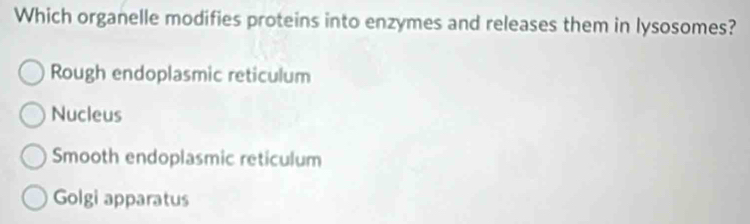 Which organelle modifies proteins into enzymes and releases them in lysosomes?
Rough endoplasmic reticulum
Nucleus
Smooth endoplasmic reticulum
Golgi apparatus