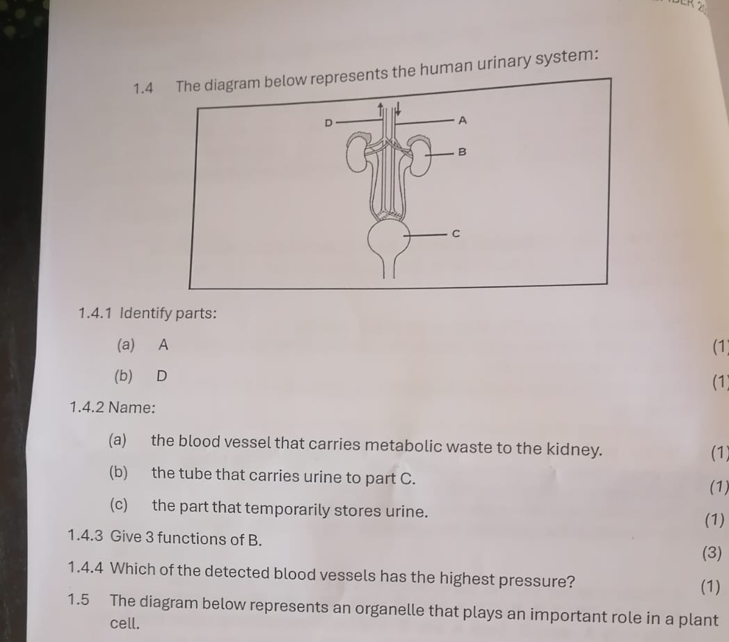 1.4s the human urinary system: 
1.4.1 Identify parts: 
(a) A (1 
(b) D 
(1) 
1.4.2 Name: 
(a) the blood vessel that carries metabolic waste to the kidney. 
(1) 
(b) the tube that carries urine to part C. 
(1) 
(c) the part that temporarily stores urine. 
(1) 
1.4.3 Give 3 functions of B. 
(3) 
1.4.4 Which of the detected blood vessels has the highest pressure? (1) 
1.5 The diagram below represents an organelle that plays an important role in a plant 
cell.