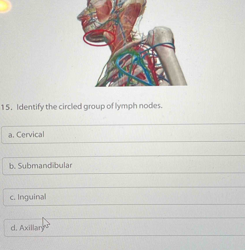 Identify the circled group of lymph nodes.
a. Cervical
b. Submandibular
c. Inguinal
d. Axillary