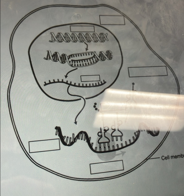 Cell memb