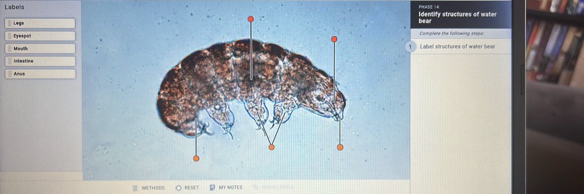 Labels PHASE 14 
Identify structures of water 
Legs 
bear 
EyespotComplete the following steps: 
MouthLabel structures of water bear 
Intestine 
Anus 
METHODS RESET MY NOTES