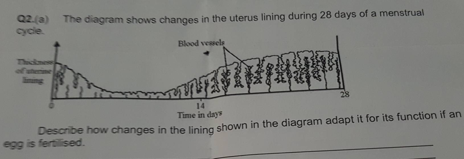 Solved: Q2.(a) The diagram shows changes in the uterus lining during 28 ...