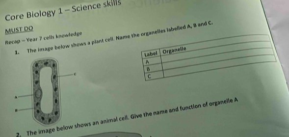 Core Biology 1 - Science skills 
MUST DO 
1. The image below shows a plant cell. Namganelles labelled A, B and C. 
Recap - Year 7 cells knowledge 
2. The image beloows an animal cell. Give the name and function of organelle A