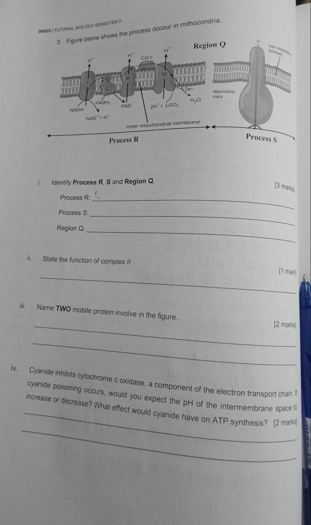 SB025 | TUTORIAL BIOLOGY SEMESTER II
process occour in mithocondria.
i. Identify Process R, S and Region Q.
[3 marks]
Process R:_
Process S:_
Region Q:
_
ii. State the function of complex II
_
[1 mark n
iii. Name TWO mobile protein involve in the figure.
_[2 marks]
_
iv. Cyanide inhibits cytochrome c oxidase, a component of the electron transport chain. I
cyanide poisoning occurs, would you expect the pH of the intermembrane space to
_
_increase or decrease? What effect would cyanide have on ATP synthesis? [2 marks