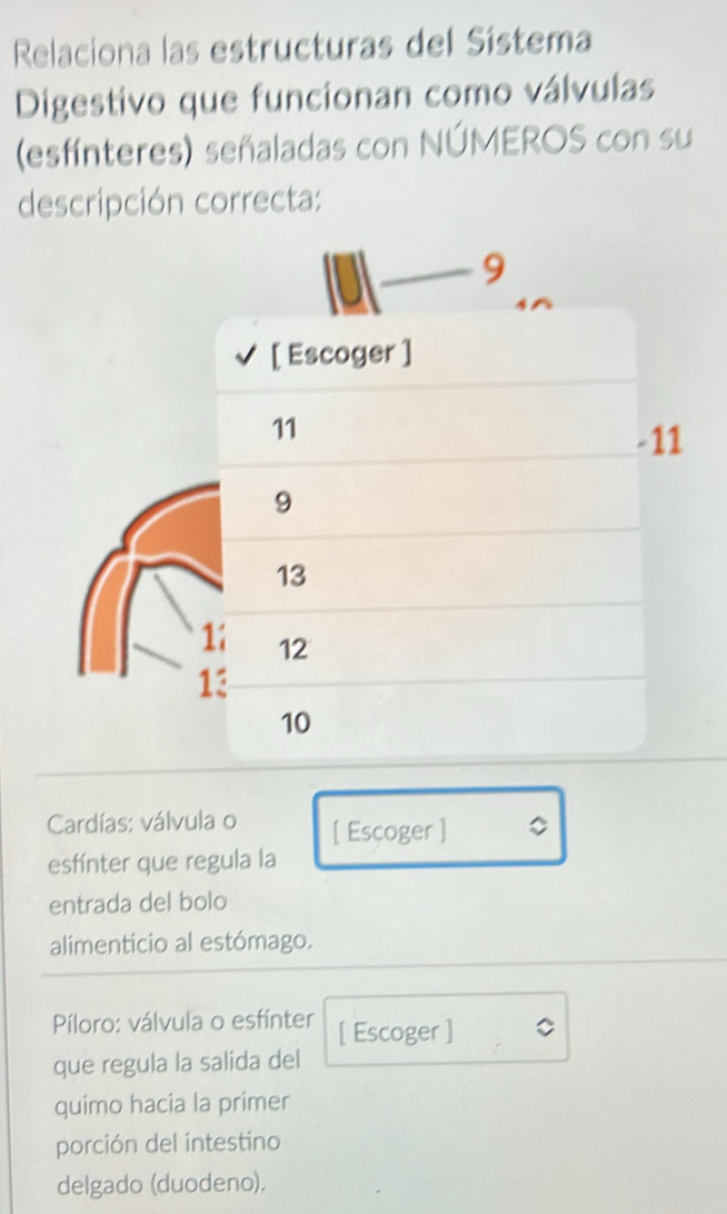 Relaciona las estructuras del Sístema 
Digestivo que funcionan como válvulas 
(esfínteres) señaladas con NÚMEROS con su 
descripción correcta: 
Cardías: válvula o [ Escoger ] 
esfínter que regula la 
entrada del bolo 
alimenticio al estómago. 
Píloro: válvula o esfínter [ Escoger ] 
que regula la salida del 
quimo hacia la primer 
porción del intestino 
delgado (duodeno).