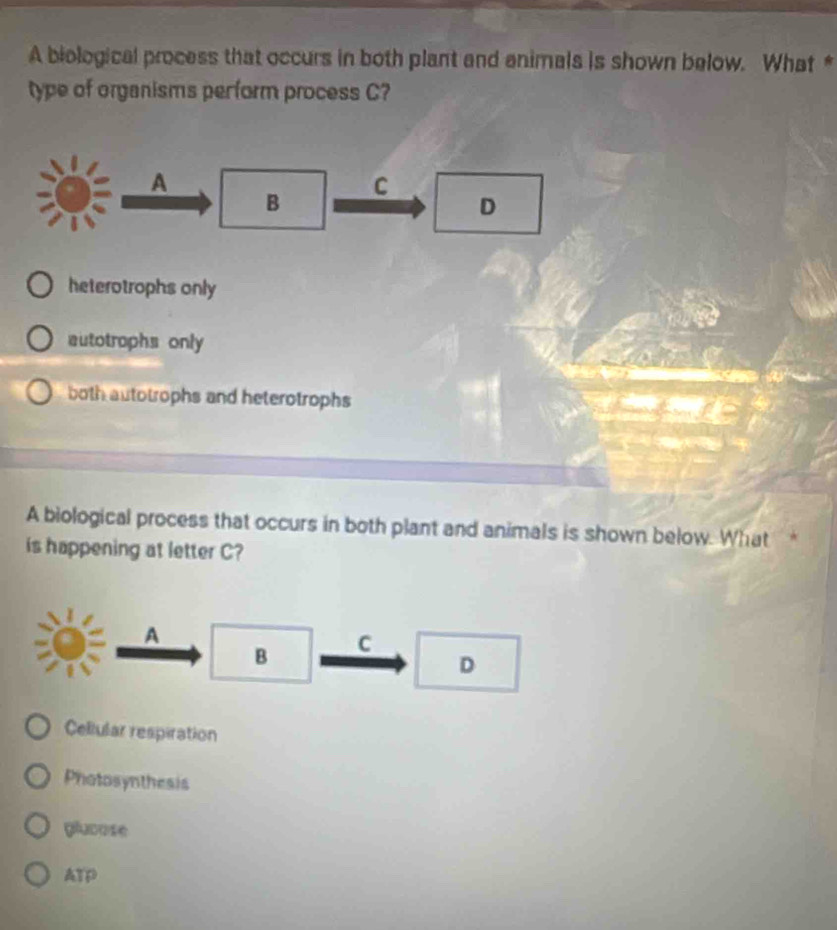 A biological process that occurs in both plant and animals is shown below. What *
type of organisms perform process C?
A
C
B
D
heterotrophs only
autotrophs only
both autotrophs and heterotrophs
A biological process that occurs in both plant and animals is shown below. What
is happening at letter C?
A
B C
D
Celiular respiration
Photosynthesis
glucose
ATP