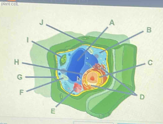 plant cell