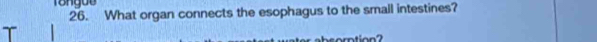 Tổnguo 
26. What organ connects the esophagus to the small intestines? 
t on