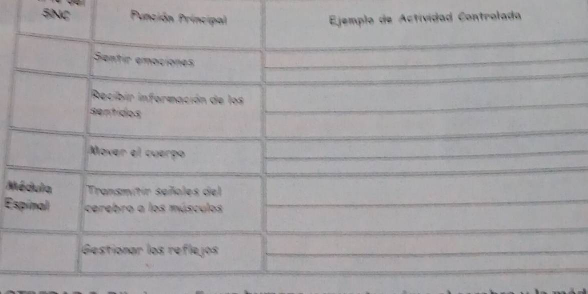 SNC Punción Principal Ejemplo de Actividad Controlada 
Sentir emocione 
Recibir información de los 
sentidos 
Mover el cuerpo 
Médula Transmitir señoles del 
Espinal cerebro a los músculos 
Gestionar los reflejos