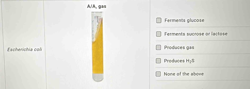 A/A, gas
Ferments glucose
Ferments sucrose or lactose
Escherichia coli Produces gas
Produces H_2S
None of the above