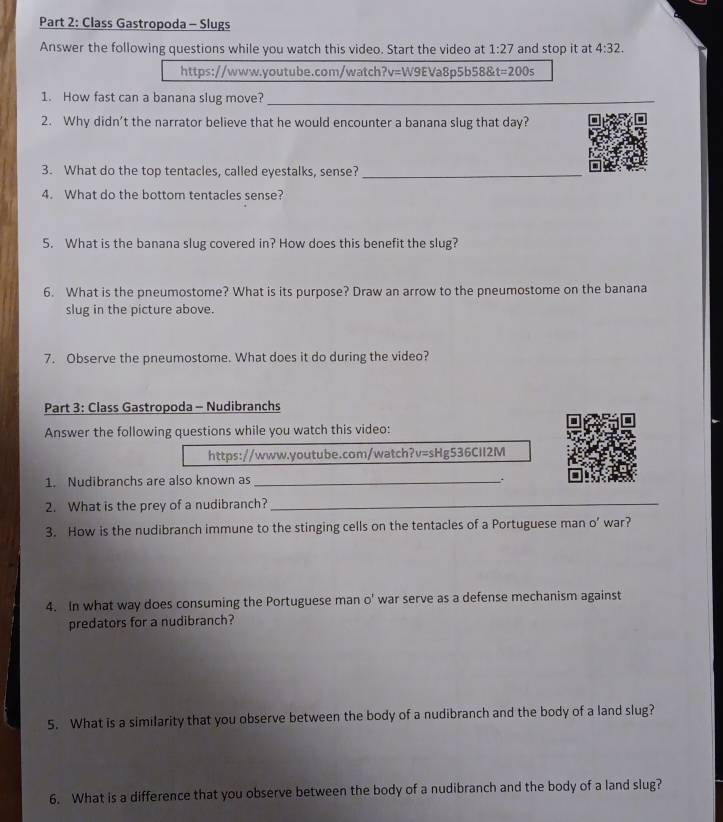 Solved: Class Gastropoda - Slugs Answer the following questions while ...