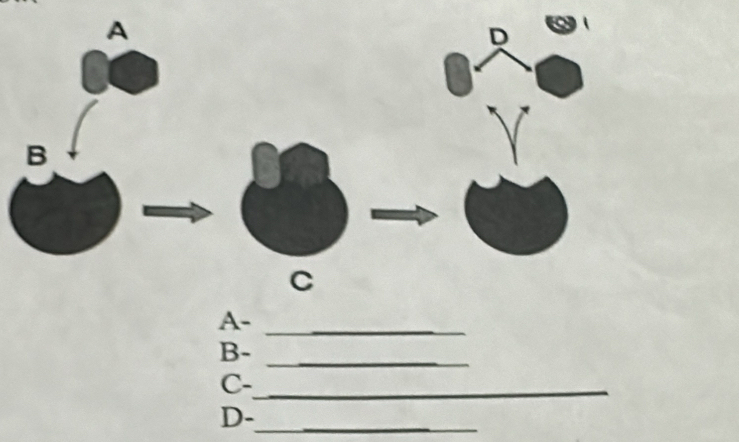 A-_ 
B- 
_ 
C-_ 
D-_