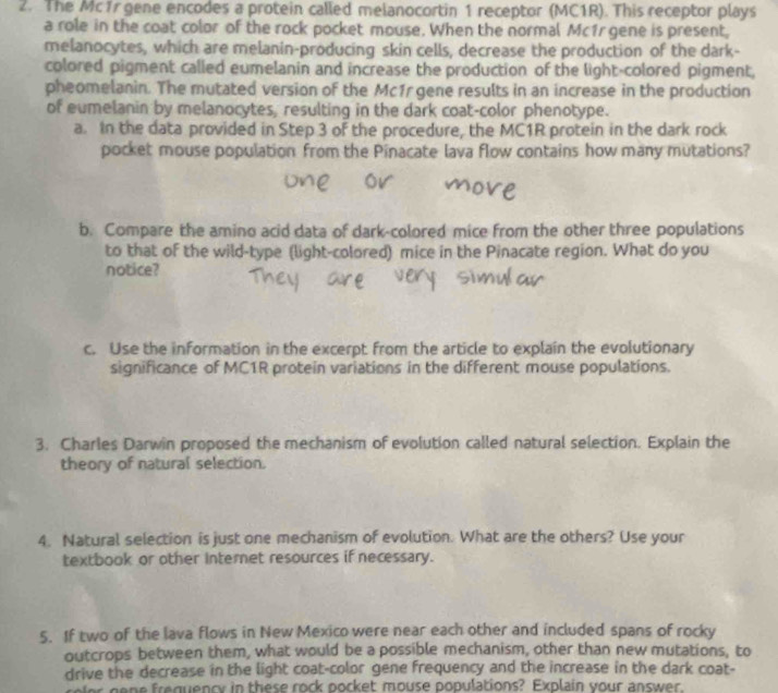 The Mc1r gene encodes a protein called melanocortin 1 receptor (MC1R). This receptor plays 
a role in the coat color of the rock pocket mouse. When the normal Mc1r gene is present, 
melanocytes, which are melanin-producing skin cells, decrease the production of the dark- 
colored pigment called eumelanin and increase the production of the light-colored pigment, 
pheomelanin. The mutated version of the Mc1r gene results in an increase in the production 
of eumelanin by melanocytes, resulting in the dark coat-color phenotype. 
a. In the data provided in Step 3 of the procedure, the MC1R protein in the dark rock 
pocket mouse population from the Pinacate lava flow contains how many mutations? 
b. Compare the amino acid data of dark-colored mice from the other three populations 
to that of the wild-type (light-colored) mice in the Pinacate region. What do you 
notice? 
c. Use the information in the excerpt from the article to explain the evolutionary 
significance of MC1R protein variations in the different mouse populations. 
3. Charles Darwin proposed the mechanism of evolution called natural selection. Explain the 
theory of natural selection. 
4. Natural selection is just one mechanism of evolution. What are the others? Use your 
textbook or other internet resources if necessary. 
5. If two of the lava flows in New Mexico were near each other and included spans of rocky 
outcrops between them, what would be a possible mechanism, other than new mutations, to 
drive the decrease in the light coat-color gene frequency and the increase in the dark coat- 
ge e frequency in these rock pocket mouse populations? Explain your answer.
