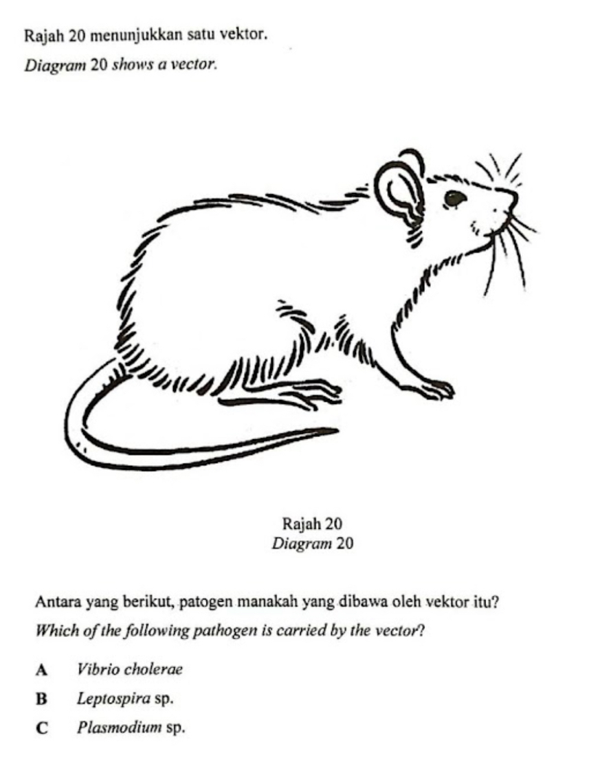 Rajah 20 menunjukkan satu vektor.
Diagram 20 shows a vector.
Antara yang berikut, patogen manakah yang dibawa oleh vektor itu?
Which of the following pathogen is carried by the vector?
A Vibrio cholerae
B Leptospira sp.
C Plasmodium sp.