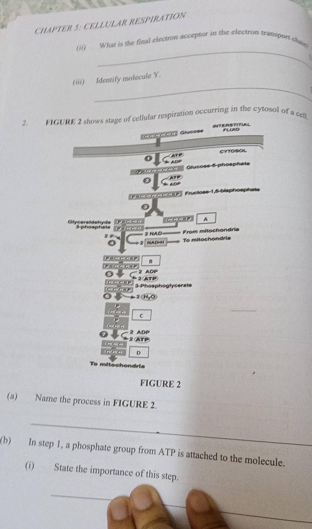 CHAPTER 5: CELLULAR RESPIRATION 
_ 
(ii) What is the final electron acceptor in the electron transport chan 
_ 
(iii) Identify molecule Y. 
2. FIGURE 2 shows stage of cellular respiration occurring in the cytosol of a cell. 
INTERSTITIAL 
Glucose FLUID 
CYTOSOL
KP
0 * ADP
Glucoss 6 phosphate
ATP
ADP
Fructoss- 1,8 -bisphosphate 
Glyceraldehyde CCC - P A 
3-phosphate ρ 000
2 NAD From mitochondria 
NADwH To mitochondria 
(P =CCC HP B
0s 2 ADP
2 ATP
(ClCCa(p 3-Phosphoglycerate
2 H₂O
C C C
2 ADP
2 AT P
D 
To mitochondria 
FIGURE 2 
(a) Name the process in FIGURE 2. 
_ 
(b) In step 1, a phosphate group from ATP is attached to the molecule. 
(i) State the importance of this step.