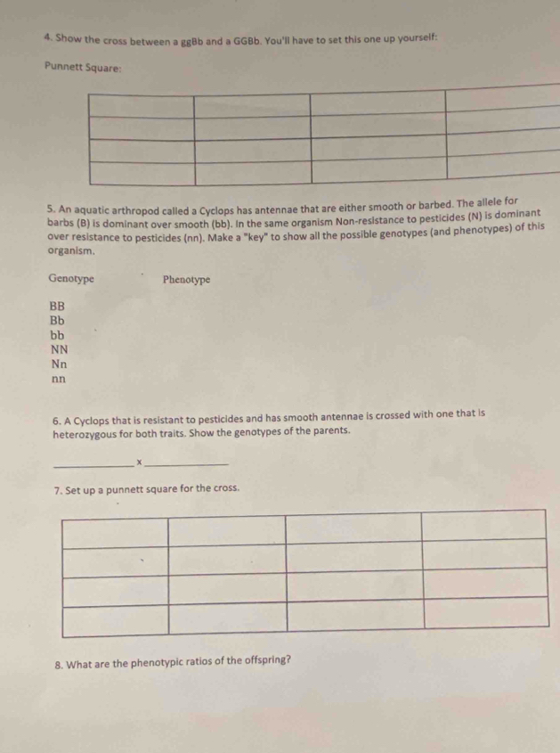 Show the cross between a ggBb and a GGBb. You'll have to set this one up yourself:
Punnett Square:
5. An aquatic arthropod called a Cyclops has antennae that are either smooth or barbed. The allele for
barbs (B) is dominant over smooth (bb). In the same organism Non-resistance to pesticides (N) is dominant
over resistance to pesticides (nn). Make a "key" to show all the possible genotypes (and phenotypes) of this
organism.
Genotype Phenotype
BB
Bb
bb
NN
Nn
nn
6. A Cyclops that is resistant to pesticides and has smooth antennae is crossed with one that is
heterozygous for both traits. Show the genotypes of the parents.
_x_
7. Set up a punnett square for the cross.
8. What are the phenotypic ratios of the offspring?