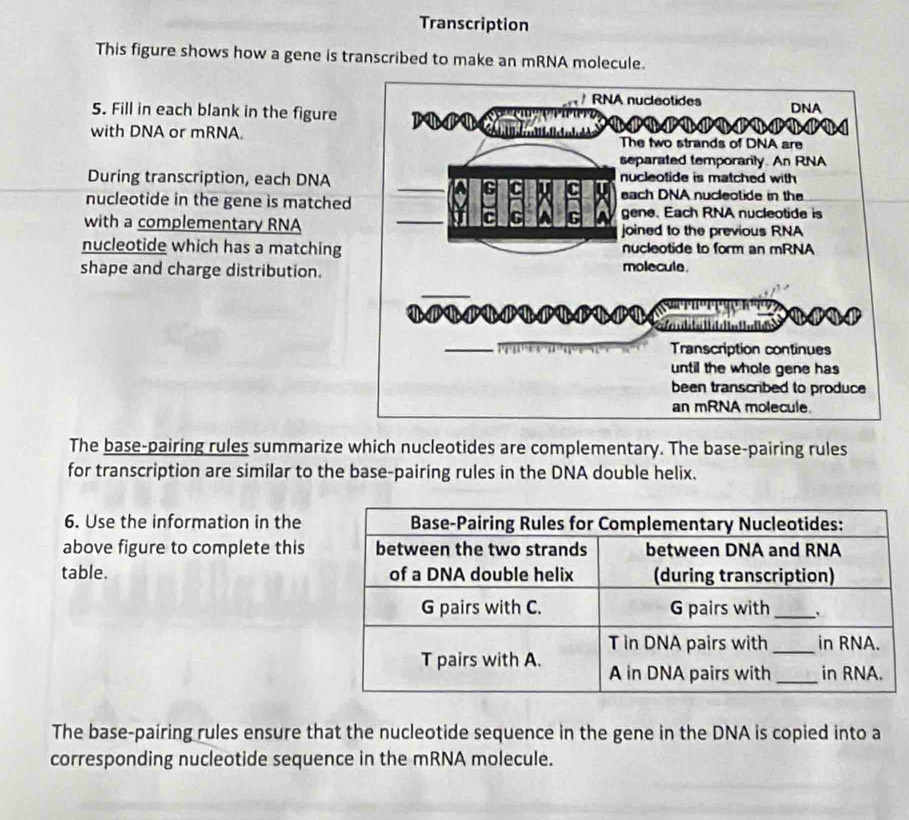 Transcription 
This figure shows how a gene is transcribed to make an mRNA molecule. 
5. Fill in each blank in the figure 
with DNA or mRNA 
During transcription, each DNA 
nucleotide in the gene is matched 
with a complementary RNA 
nucleotide which has a matching 
shape and charge distribution. 
The base-pairing rules summarize which nucleotides are complementary. The base-pairing rules 
for transcription are similar to the base-pairing rules in the DNA double helix. 
6. Use the information in the 
above figure to complete this 
table. 
The base-pairing rules ensure that the nucleotide sequence in the gene in the DNA is copied into a 
corresponding nucleotide sequence in the mRNA molecule.