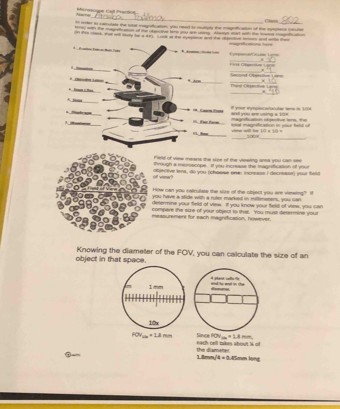 Microscope Cell Practice 
_ 
Name 
Class 
In order to calculate the total magnification, you need to multiply the magnification of the eyepiece (ocular 
lens) with the magrification of the objective lens you are using. Always start with the lowest magnification 
(in this class, that will likely be a 4X). Look at the eyepiece and the objective lenses and write their 
magnifications here. 
1 Exepine Tehn or Ruds Zofer B. Kiveptone : Oentor Jss Eyepieca/Ocular Lens: 
_ 
_x 
First Objective Lens: 
? Nosendece 
_ 
__X 
Second Objective Lens: 
_ 
_ 
_ 
3. Otiective Lauses 9. Arm_ 
Third Objective Lens: 
_ 
_ 
4. Stage d Tps 
j 
5. Staze 
_ 
10. Cours Foeus If your eyeplece/ocular lens is 10X
6. Diaphrau and you are using a 10X
11. Fine Focm magnification objective lens, the 
7. [H we]mator_ total magnification in your field of 
view will be 10* 10=
17. Rase_ _100X 
_ 
Field of view means the size of the viewing area you can see 
through a microscope. If you increase the magnification of your 
objective lens, do you (choose one: increase / decrease) your field 
of view? 
How can you calculate the size of the object you are viewing? If 
you have a slide with a ruler marked in millimeters, you can 
determine your field of view. If you know your field of view, you can 
compare the size of your object to that. You must determine your 
measurement for each magnification, however. 
Knowing the diameter of the FOV, you can calculate the size of an 
object in that space.
FOV_10x=1.8mm Since FOV_10x=1.8mm, 
each cell takes about % of 
the diameter. 
a
1.8mm/4=0.45mmlong