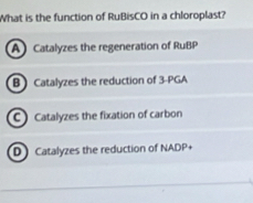 What is the function of RuBisCO in a chloroplast?
A Catalyzes the regeneration of RuBP
B Catalyzes the reduction of 3 -PGA
C Catalyzes the fixation of carbon
D Catalyzes the reduction of NADP+