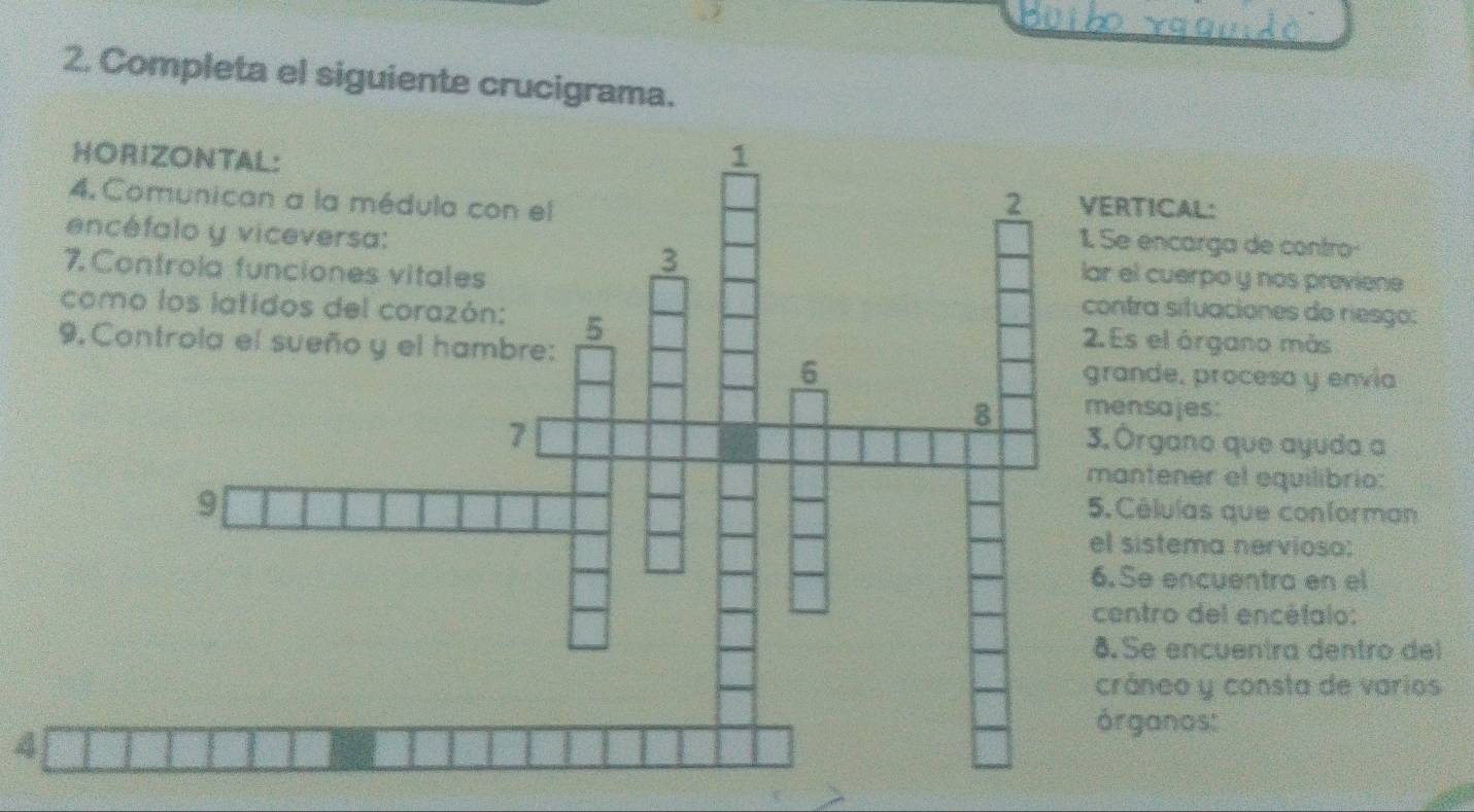 Completa el siguiente crucigrama. 
ICAL: 
encarga de contro 
cuerpo y nos previene 
a situaciones de riesgo: 
el órgano más 
de, procesa y envia 
sajes: 
gano que ayuda a 
tener el equilibrio: 
éluías que conforman 
stema nervioso: 
e encuentra en el 
tro del encétalo: 
e encuentra dentro del 
neo y consta de varios 
anos: 
4