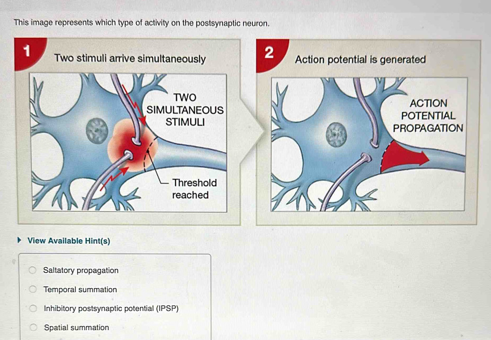 This image represents which type of activity on the postsynaptic neuron.
2
1 Two stimuli arrive simultaneously Action potential is generated
View Available Hint(s)
Saltatory propagation
Temporal summation
Inhibitory postsynaptic potential (IPSP)
Spatial summation