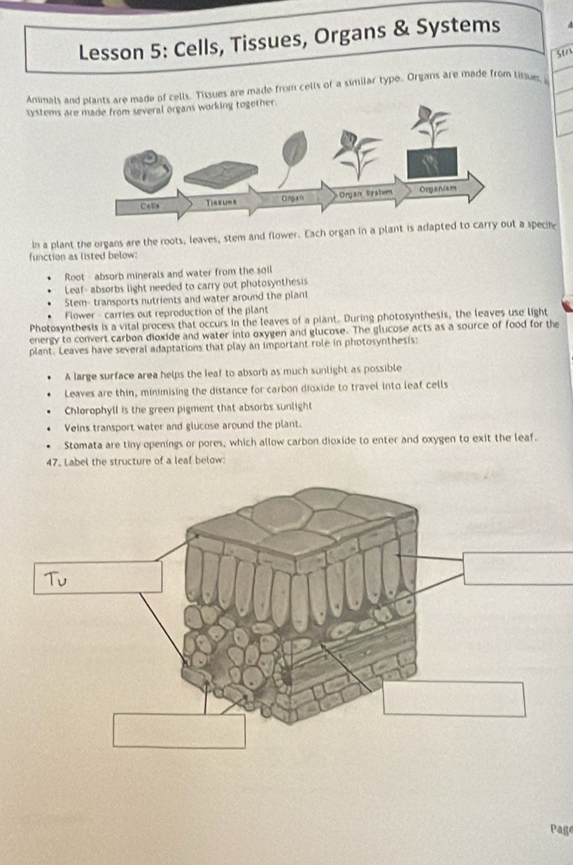 Lesson 5: Cells, Tissues, Organs & Systems 
Sta 
Animals and nts are made of cells. Tissues are made from cells of a similar type. Organs are made from tisues 
systems are 
In a plant the organs are the roots, leaves, stem and flower. Each organ in a plant is adapted to carry out a specin 
function as listed below: 
Root - absorb minerals and water from the soil 
Leaf- absorbs light needed to carry out photosynthesis 
Stem- transports nutrients and water around the plant 
Flower - carries out reproduction of the plant 
Photosynthesis is a vital process that occurs in the leaves of a piant. During photosynthesis, the leaves use light 
energy to convert carbon dioxide and water into oxygen and glucose. The glucose acts as a source of food for the 
plant. Leaves have several adaptations that play an important role in photosynthesis: 
A large surface area helps the leaf to absorb as much sunlight as possible 
Leaves are thin, minimising the distance for carbon dioxide to travel into leaf cells 
Chlorophyll is the green pigment that absorbs sunlight 
Veins transport water and glucose around the plant. 
Stomata are tiny openings or pores, which allow carbon dioxide to enter and oxygen to exit the leaf. 
47. Label the structure of a leal below: 
Page