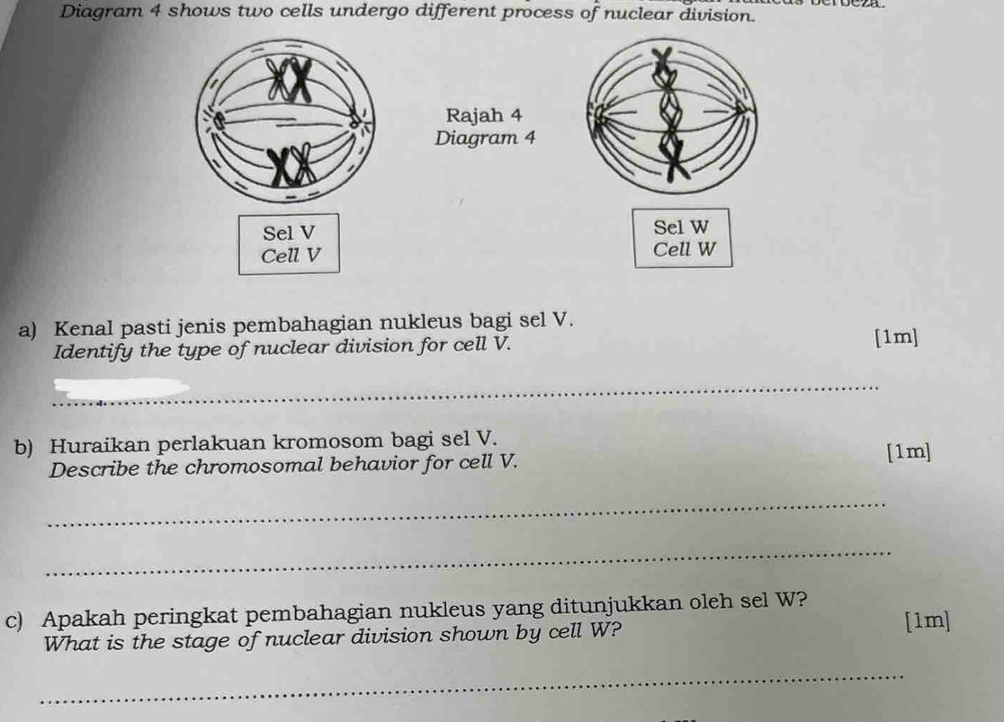 Diagram 4 shows two cells undergo different process of nuclear division. 
Rajah 4 
Diagram 4 
Sel V Sel W 
Cell V Cell W
a) Kenal pasti jenis pembahagian nukleus bagi sel V. 
Identify the type of nuclear division for cell V. 
[1m] 
_ 
b) Huraikan perlakuan kromosom bagi sel V. 
Describe the chromosomal behavior for cell V. 
[1m] 
_ 
_ 
c) Apakah peringkat pembahagian nukleus yang ditunjukkan oleh sel W? 
What is the stage of nuclear division shown by cell W? 
[1m] 
_