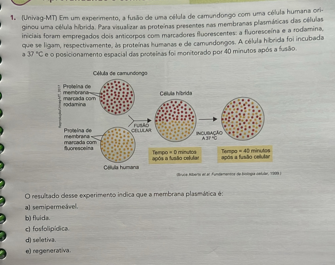 (Univag-MT) Em um experimento, a fusão de uma célula de camundongo com uma célula humana ori-
ginou uma célula híbrida. Para visualizar as proteínas presentes nas membranas plasmáticas das células
iniciais foram empregados dois anticorpos com marcadores fluorescentes: a fluoresceína e a rodamina,
que se ligam, respectivamente, às proteínas humanas e de camundongos. A célula híbrida foi incubada
a 37°C e o posicionamento espacial das proteínas foi monitorado por 40 minutos após a fusão.
O resultado desse experimento indica que a membrana plasmática é:
a) semipermeável.
b) fluida.
c) fosfolipídica.
d) seletiva.
e) regenerativa.